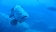 Diving Scuba point a Palau