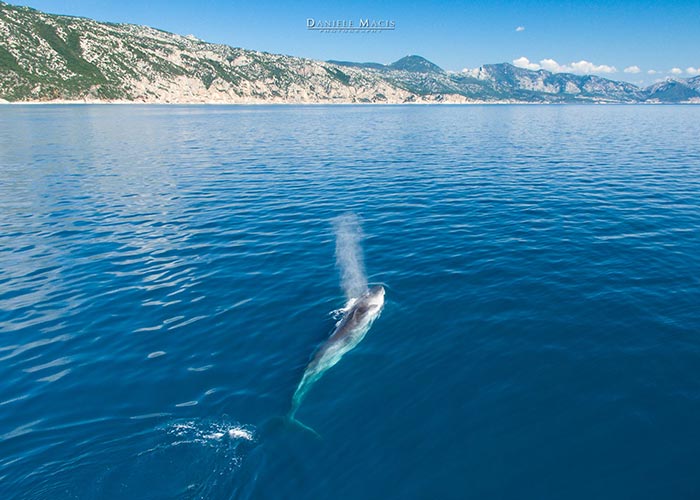 Le bellissime balenottere che nuotano nelle acque di Cala Gonone 