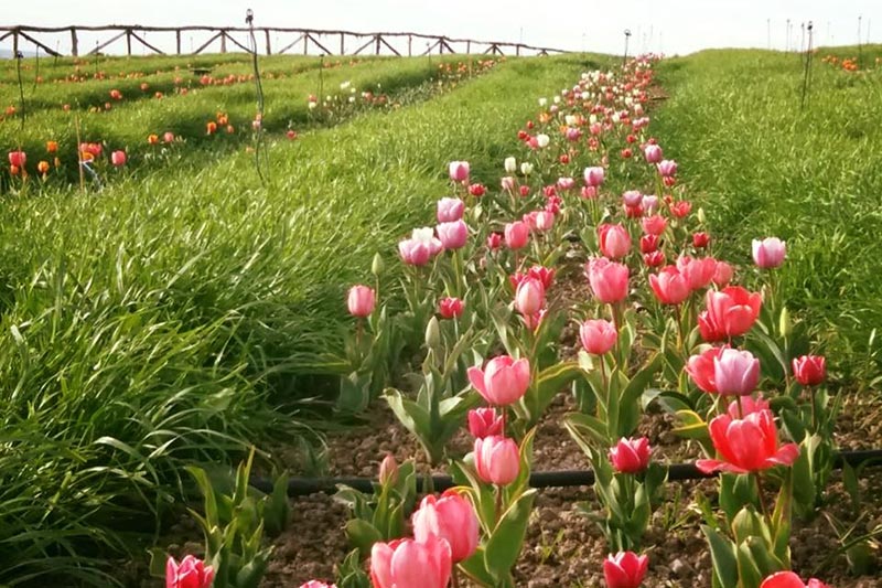 tulipani sardegna turri