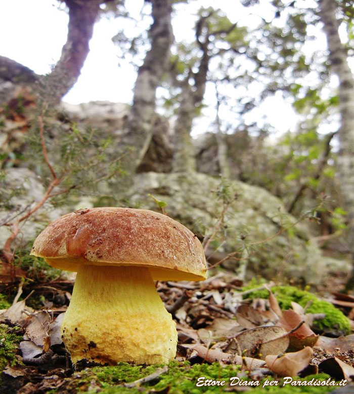 funghi di Sardegna - leccino