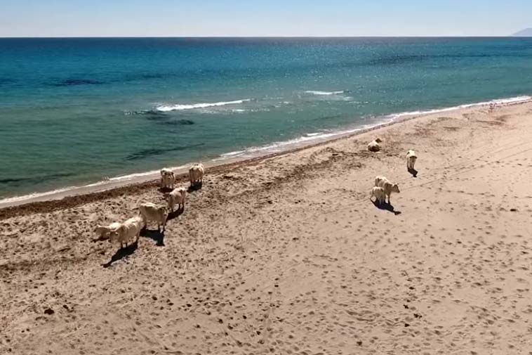 spiaggia berchida mucche